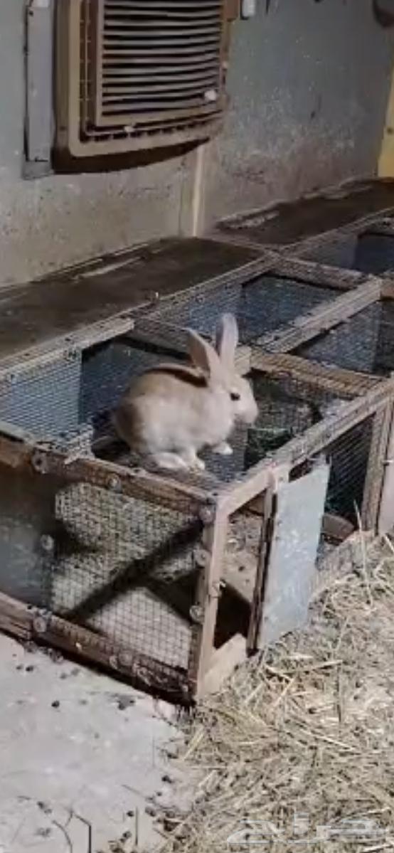 3 ارانب بلديات منتجات للبيع 30 ريال صغر 2063414676602242117