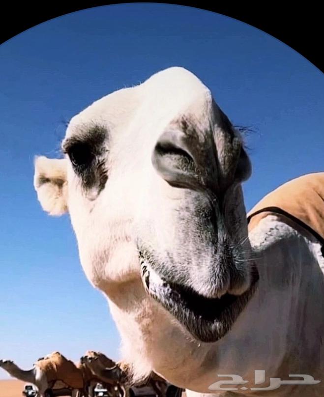 نقل شرايح الابل 10 ريال على الناقه63035230804226111