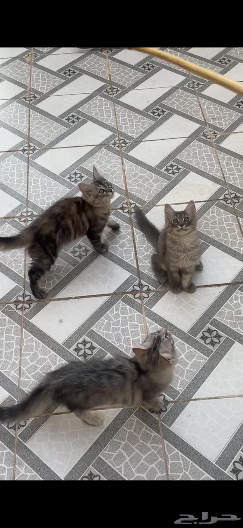 5 قطط للبيع634157044704011118