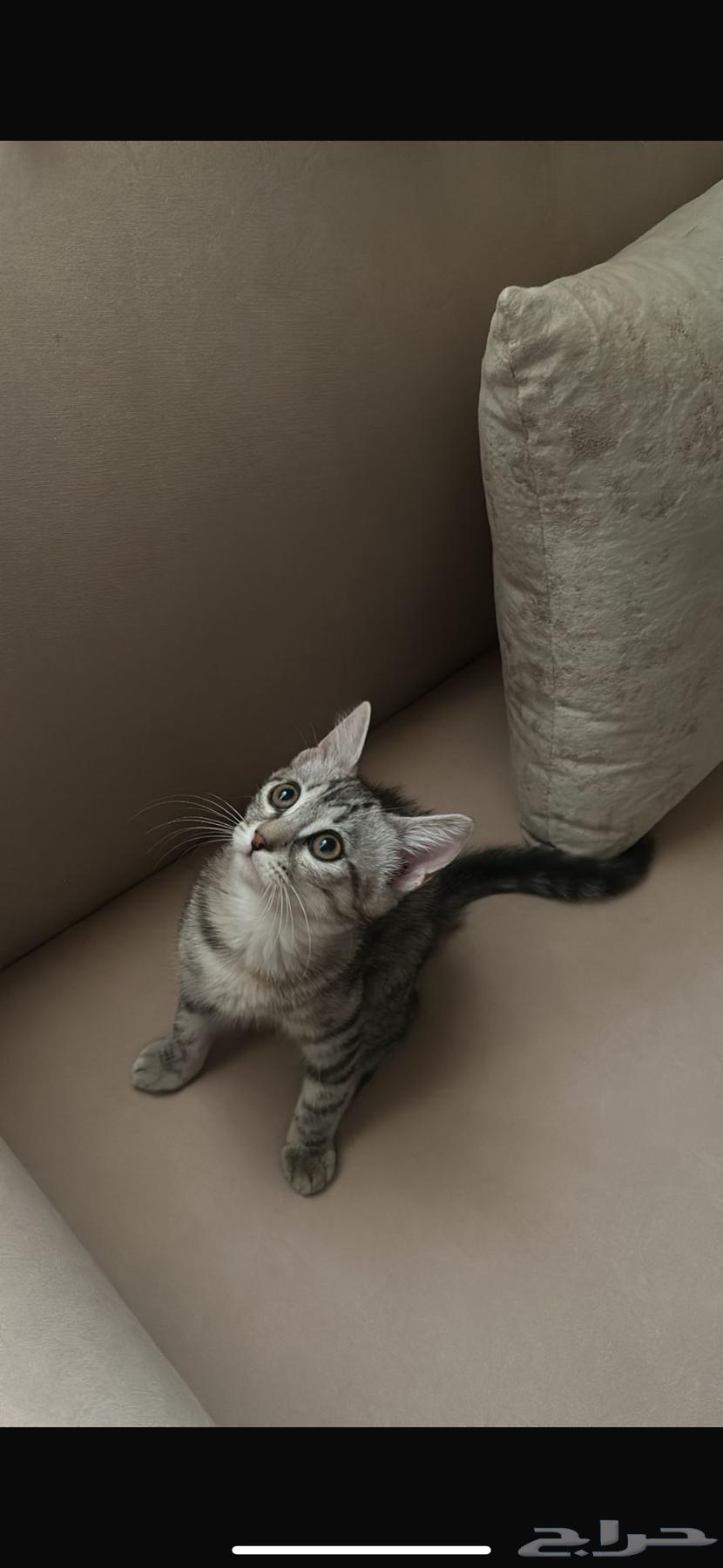 5 قطط للبيع63415704470401111