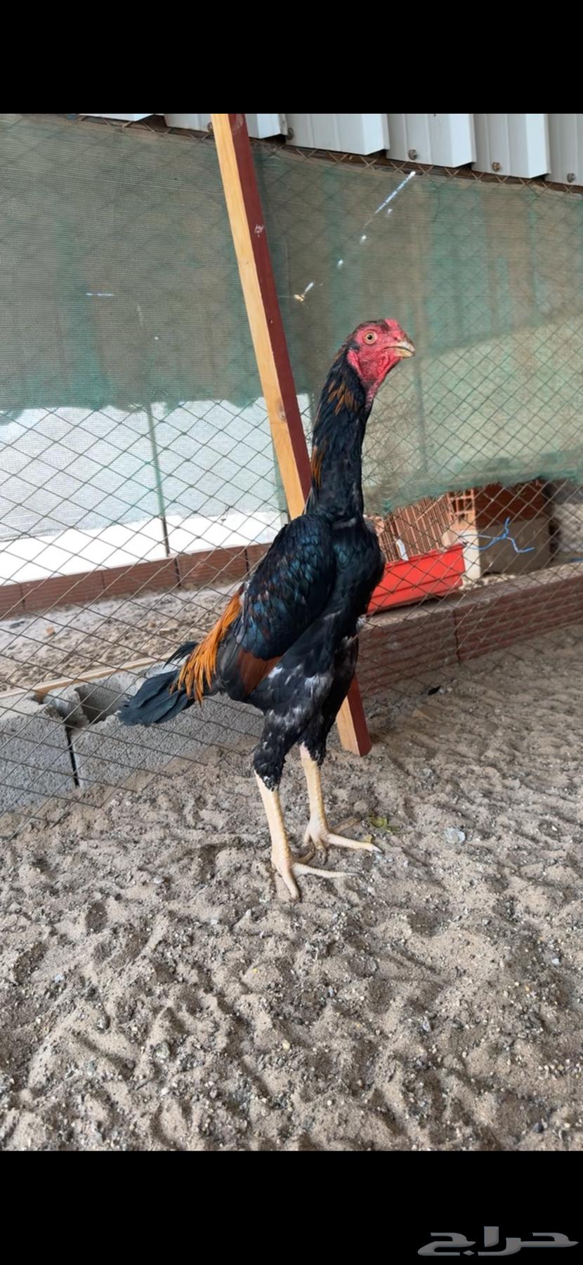 ديك شامو مميز63419813922305112