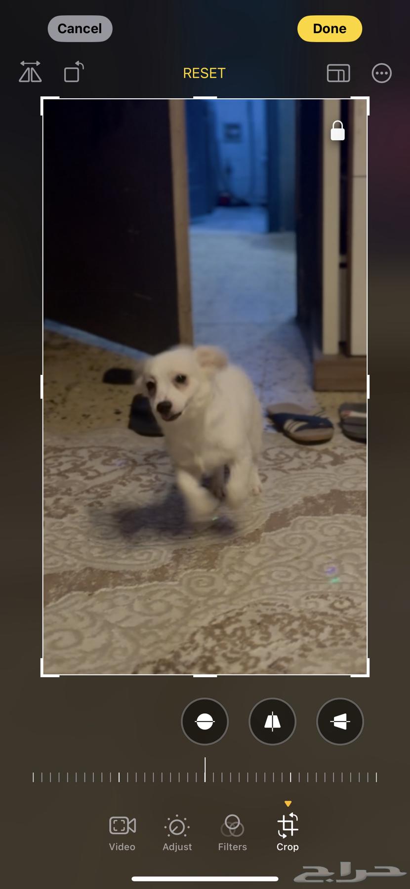 Female dog for sale63168734435458111