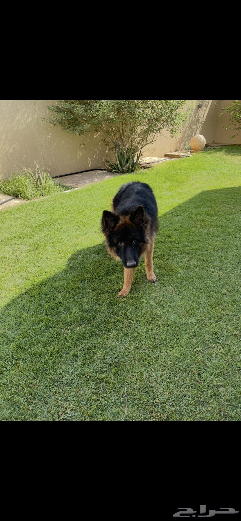 German dog for sale63415792796675111
