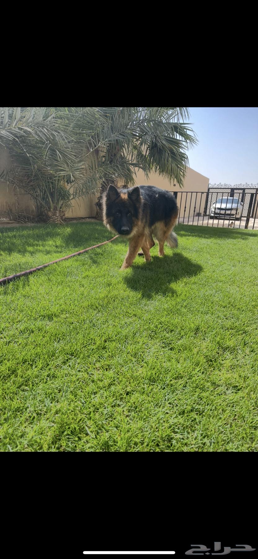 German dog for sale63415792796675111