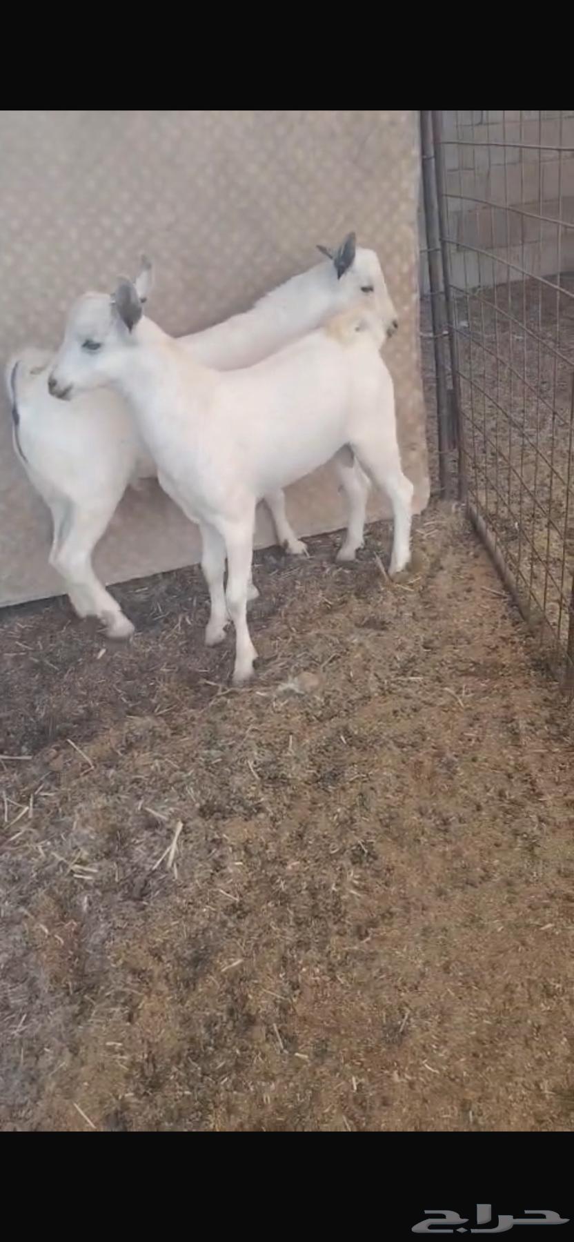 Tess for sale, slaughtered.63415792416769111