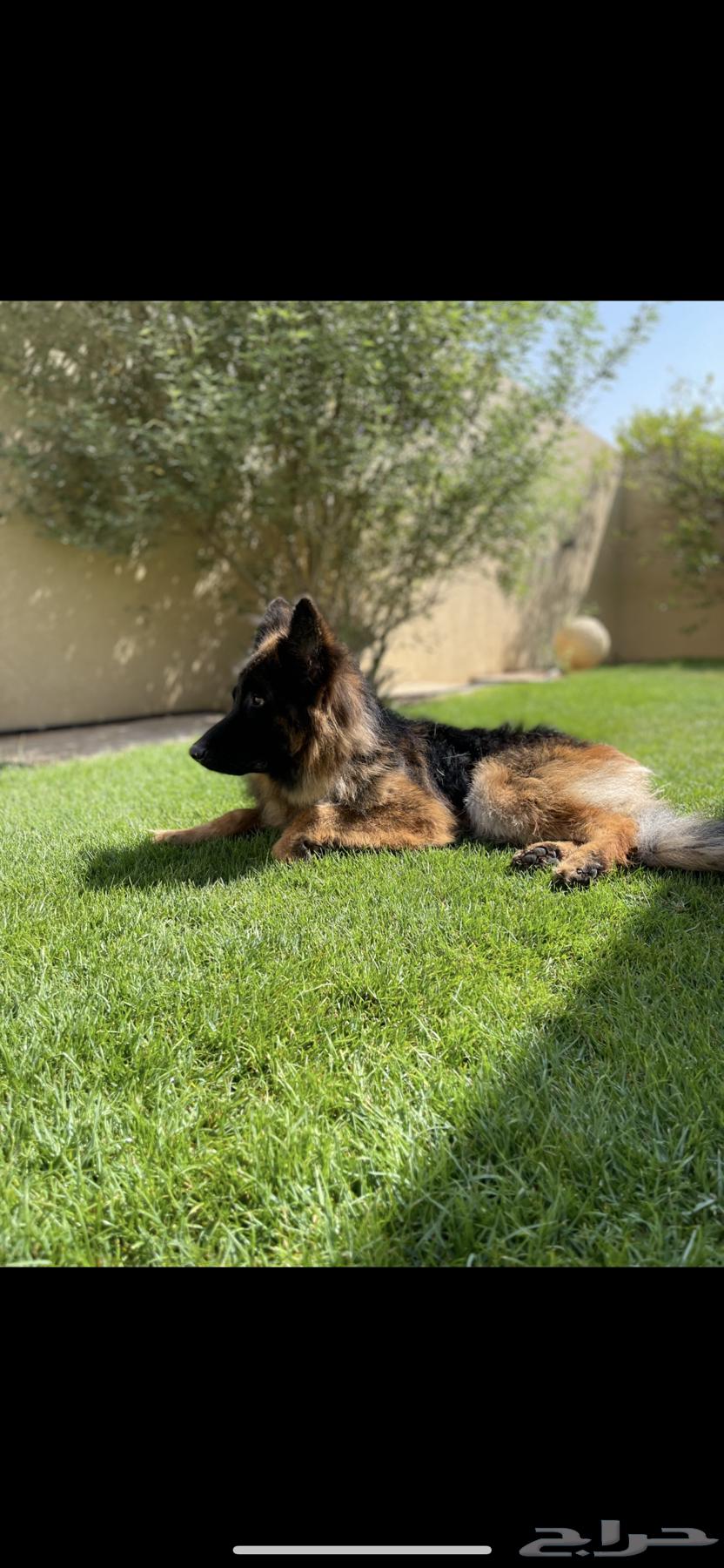 German dog for sale63415792796675112