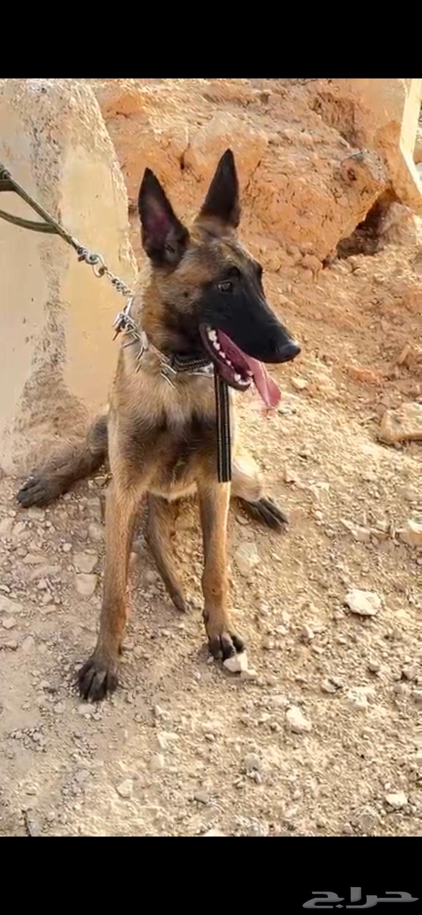 مالينوا انثى63417837100417111