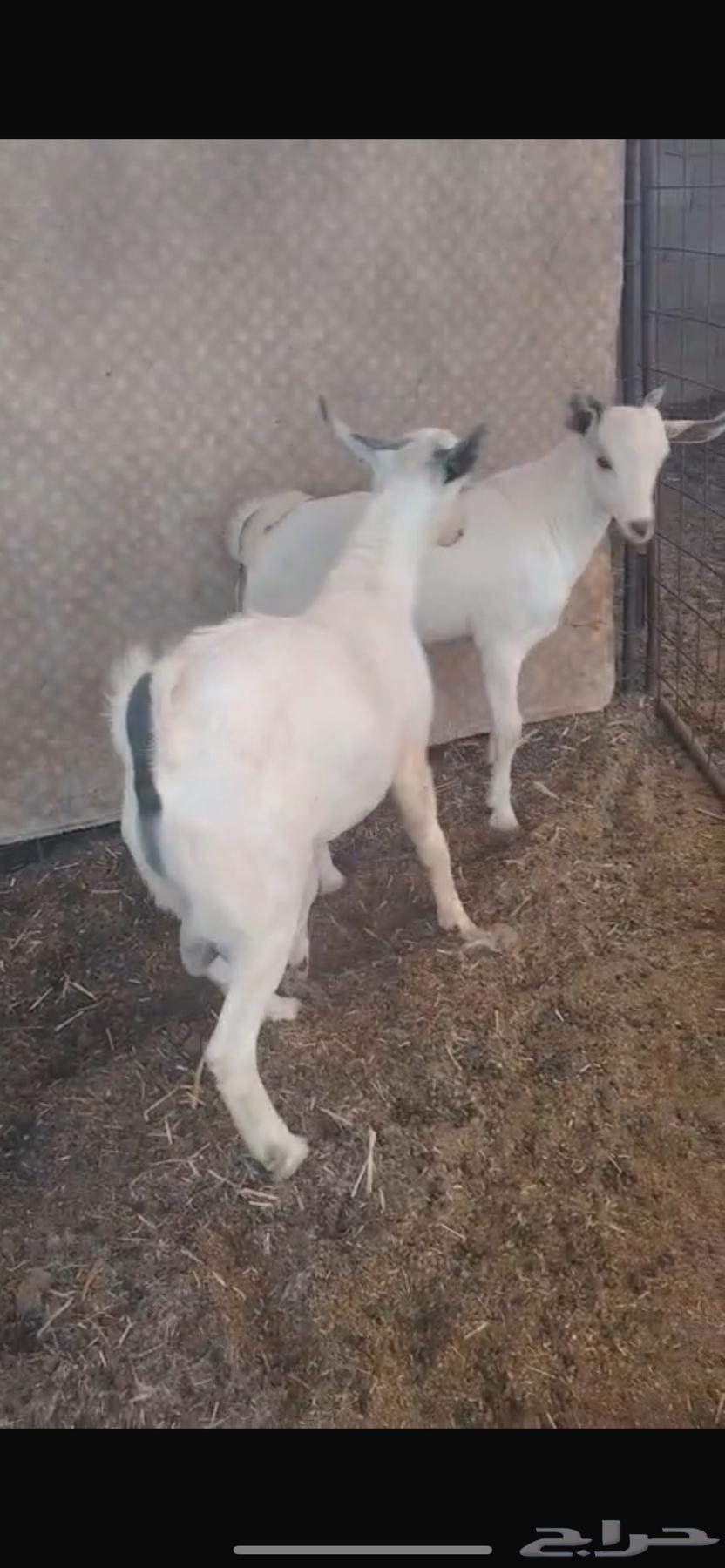 Tess for sale, slaughtered.63415792416769111