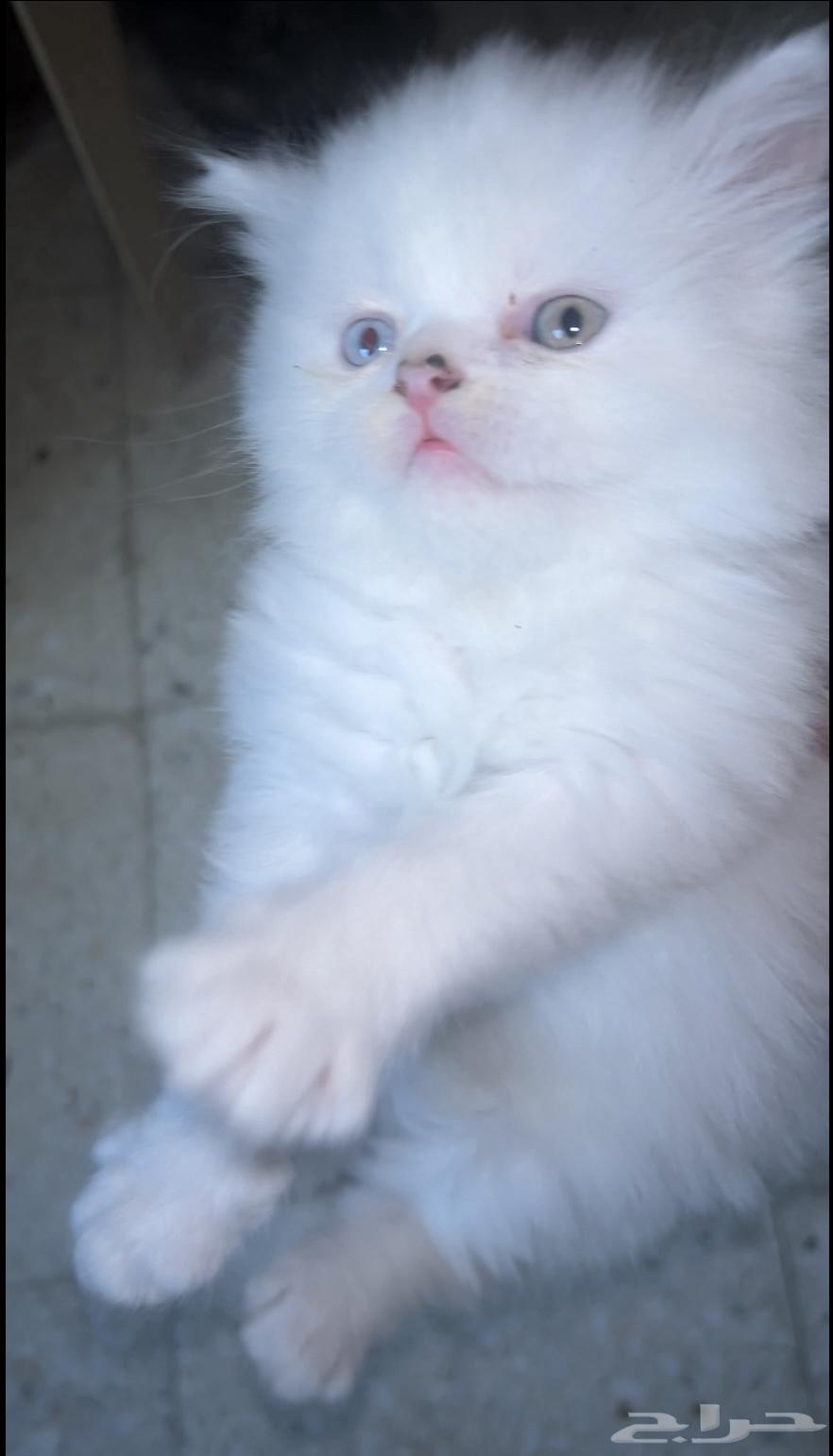 قط للبيع634172167845131113