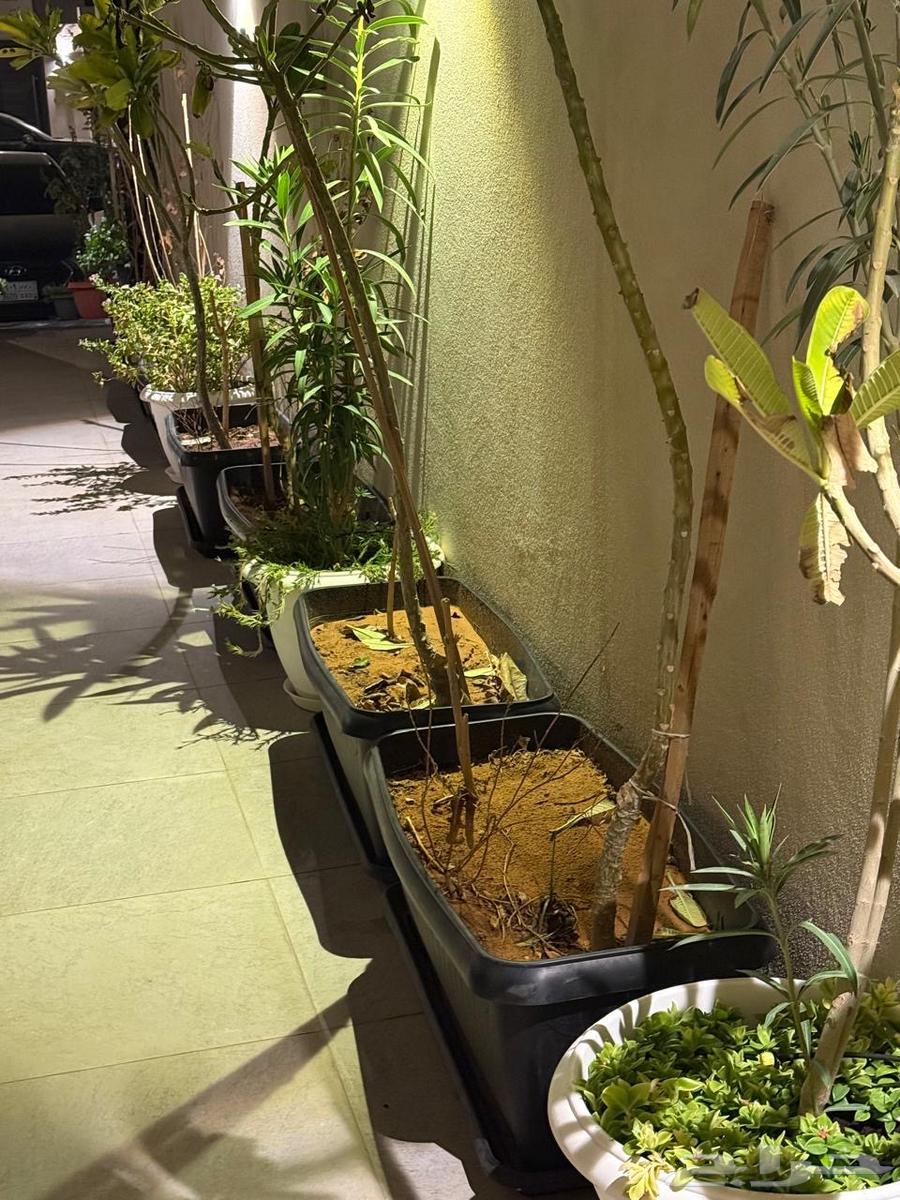 Agricultural basins63417363437441113