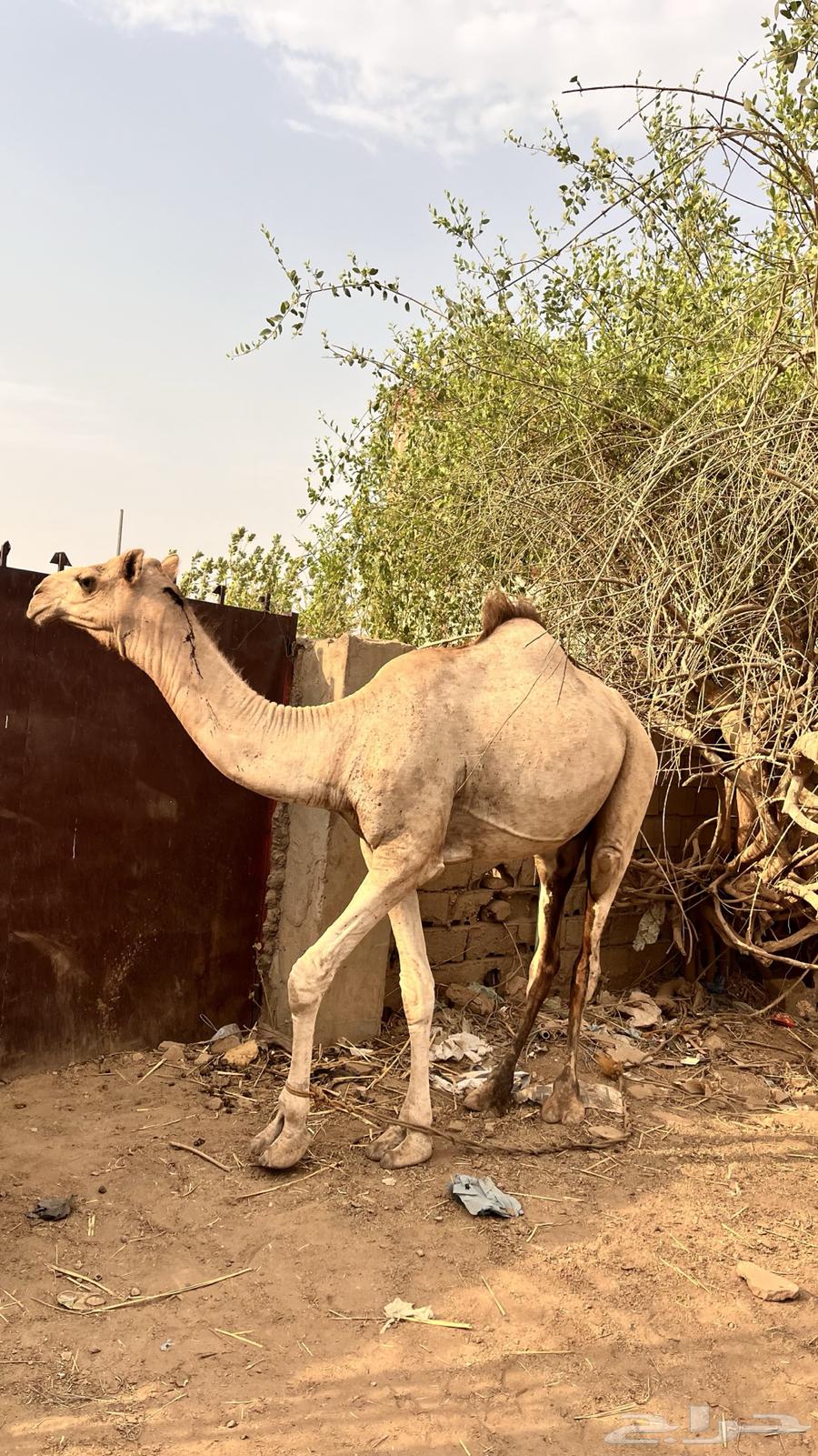 قعود للبيع63409794652033112