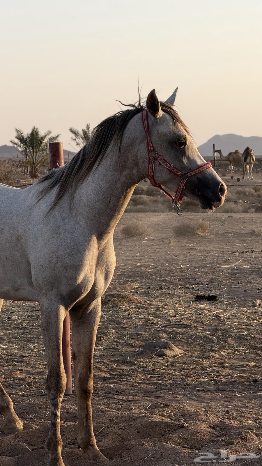 مهر شعبي شيخ معسوف63025522503938112