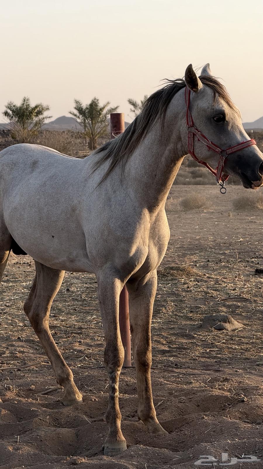 مهر شعبي شيخ معسوف63025522503938113