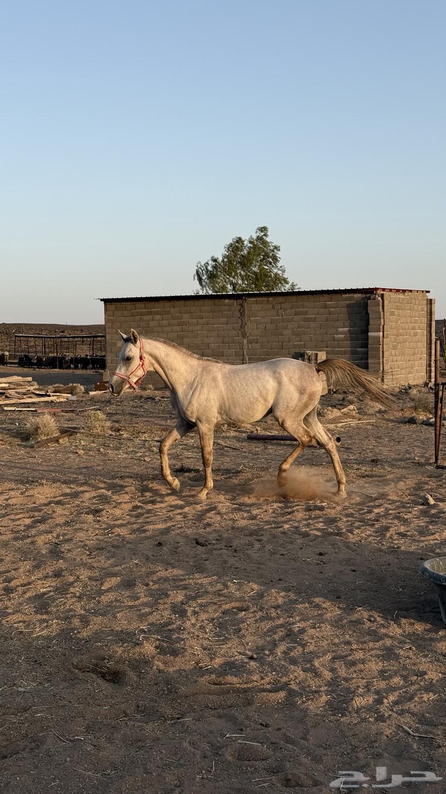 مهر شعبي شيخ معسوف63025522503938111