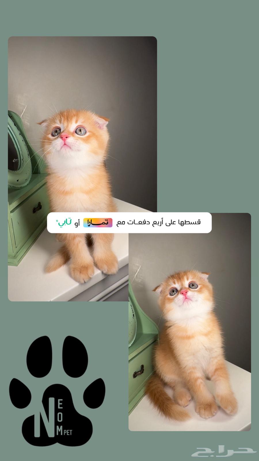 سكوتش فولد ستريت كيتن قطط صغيرة للبيع شيرازي قولد ذكر انثى63409820473601111