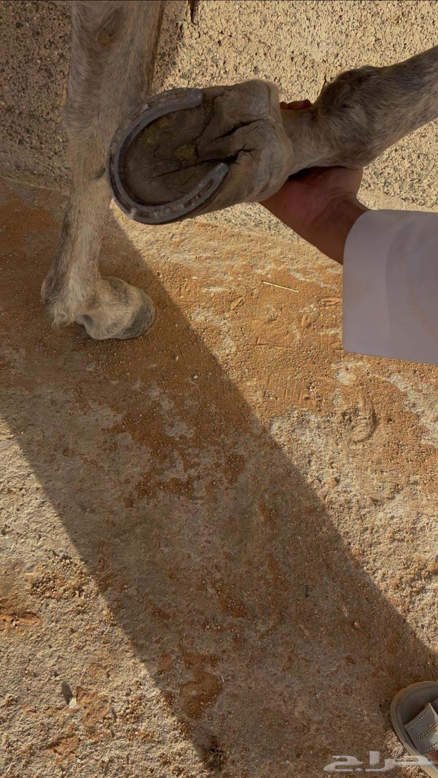 حصان شعبي العمر 563408701447427113