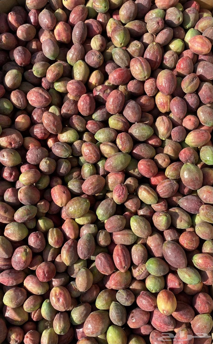 لوز قطيفي حبان جملة و مفرد63411971469057112