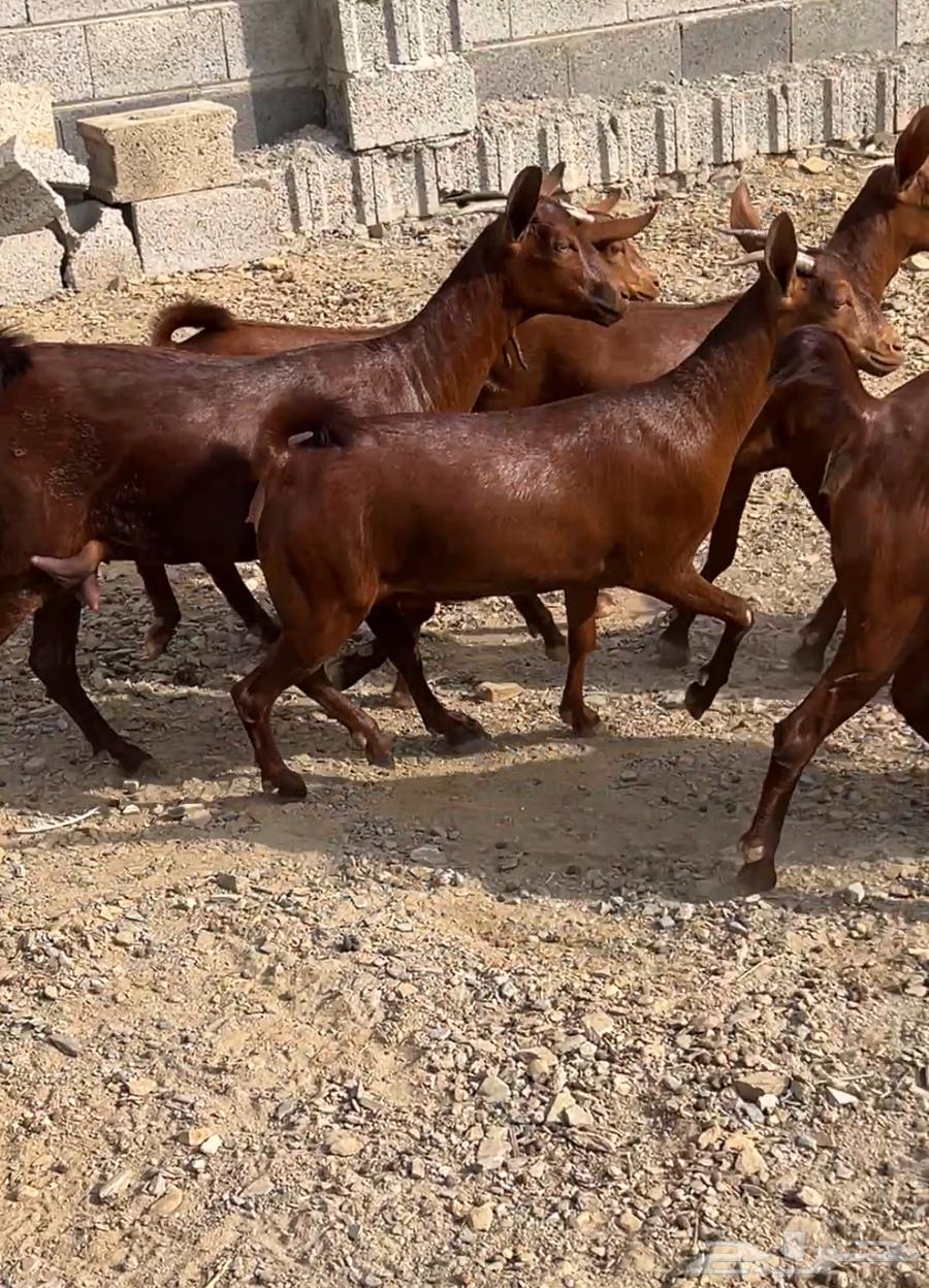 معزا دهم جذعات عدد 12 ( تم البيع )63418339290371112