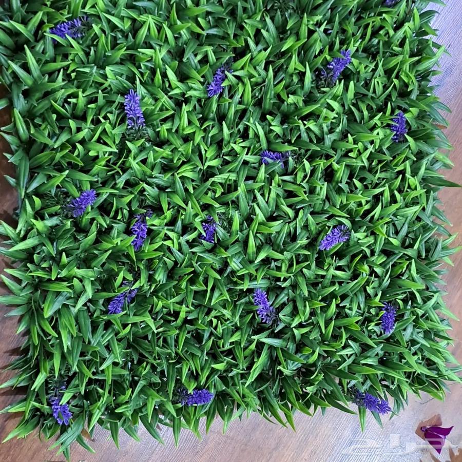 العشب الصناعي63032287563778114