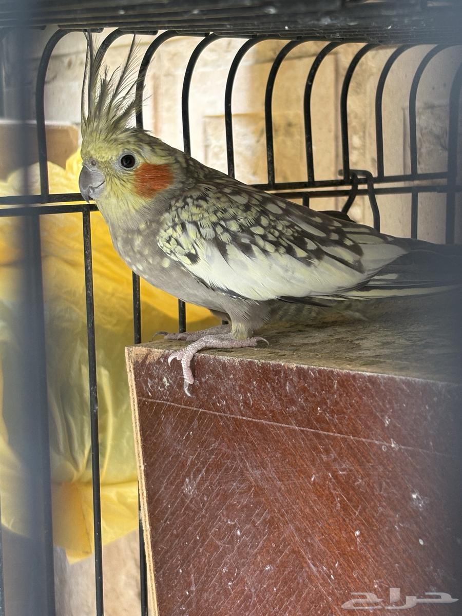 زوج كروان منتج63410515601794111