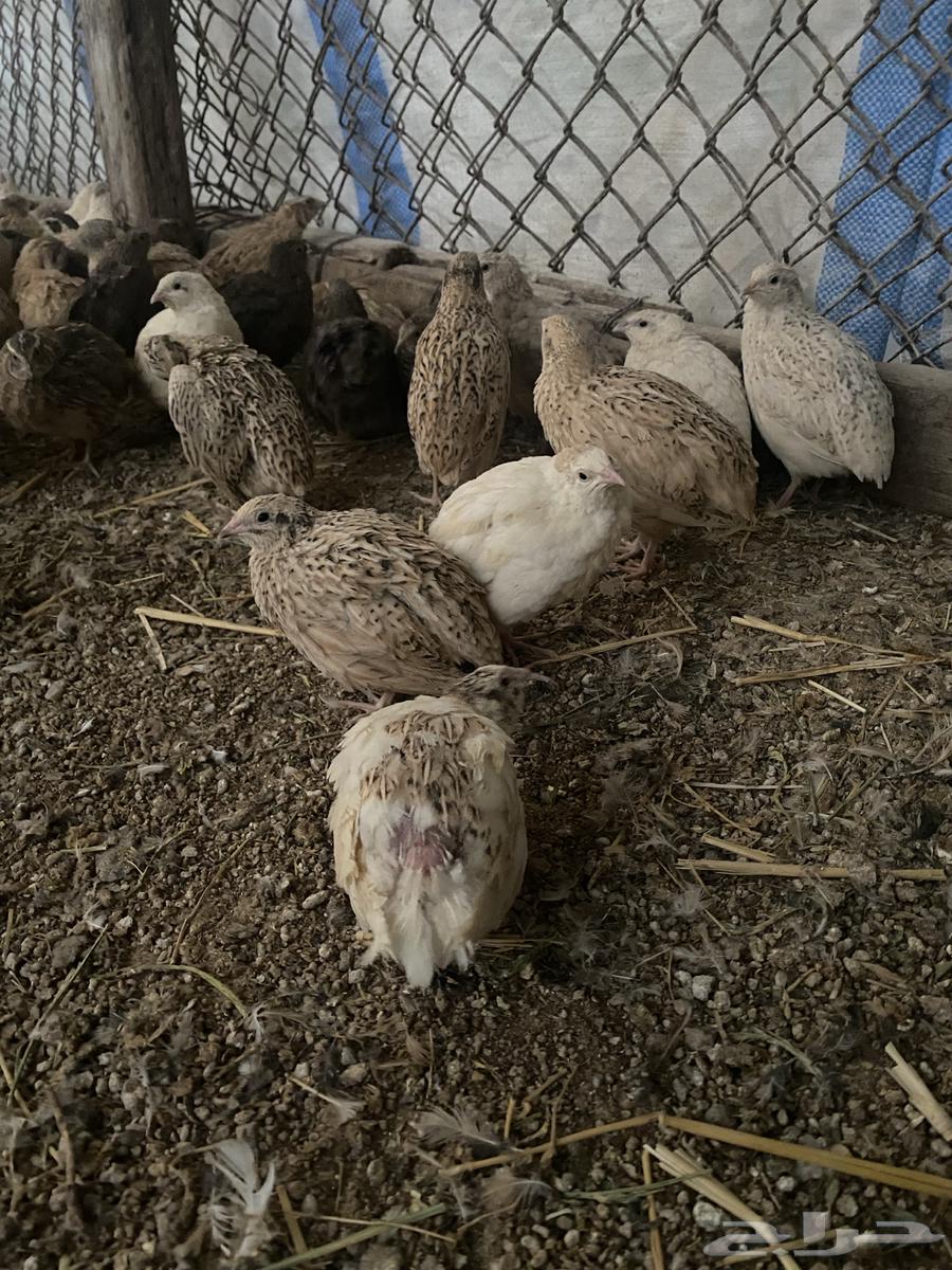 سمان فري للذبح و الاكل63408671978883111
