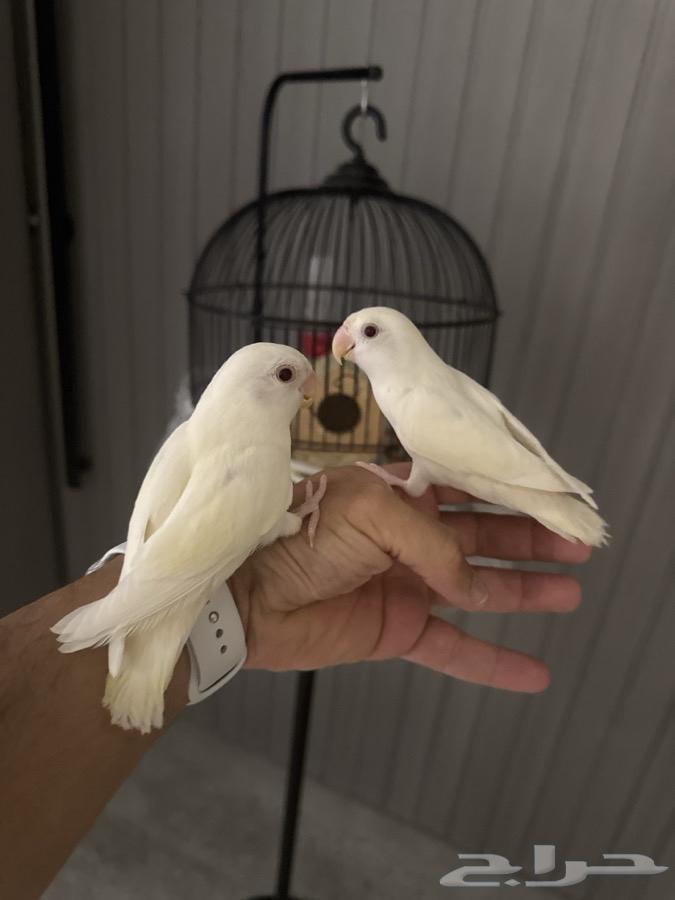 جوز روز البينو فخم للأقتناء ( باقي فقط حبه مع شبك نقل )63612778373761112