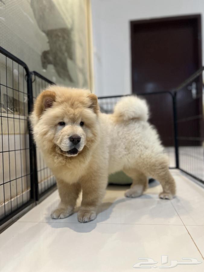 Chow Chow dog63412689836673113