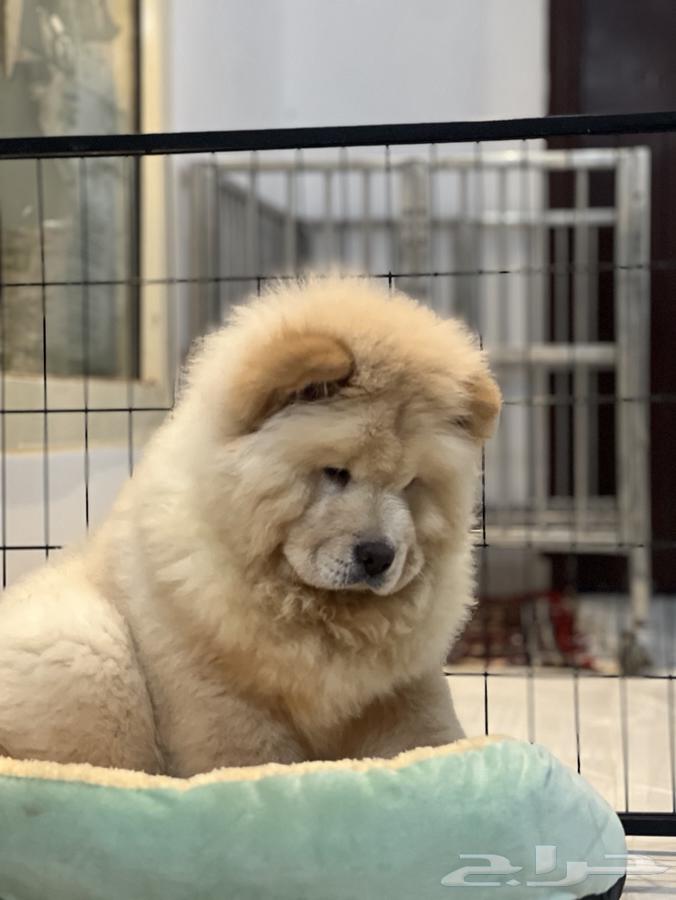 Chow Chow dog63412689836673112