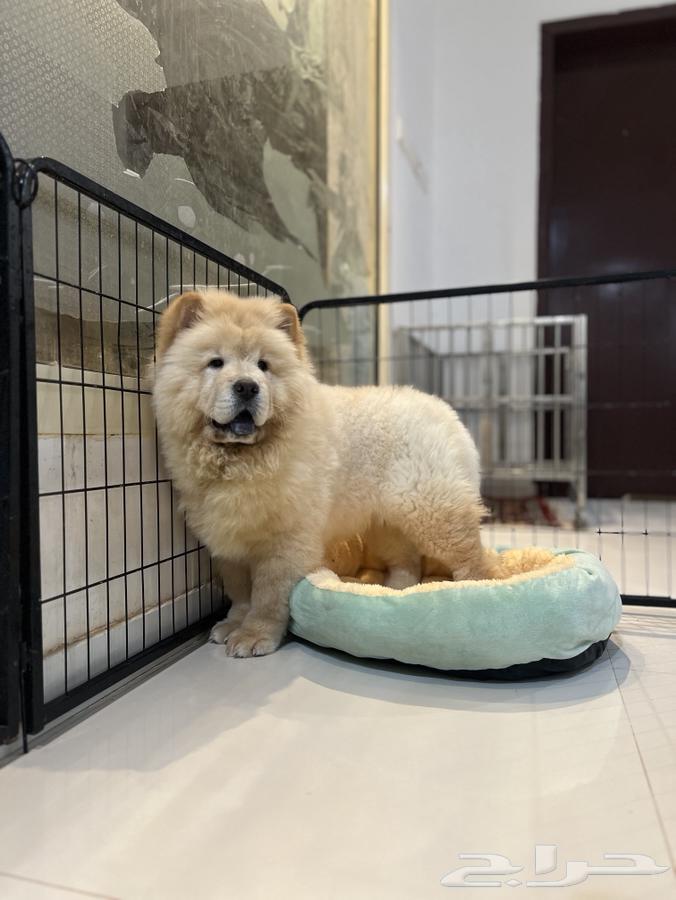 Chow Chow dog63412689836673113
