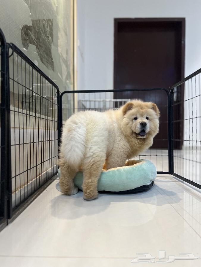 Chow Chow dog63412689836673111