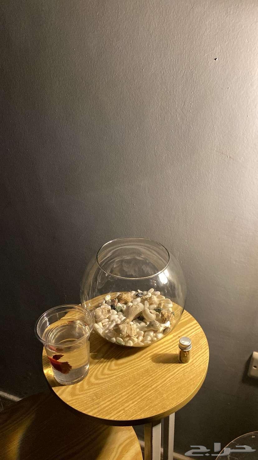 Fish Fighter with shell bowl and food63412732004482115
