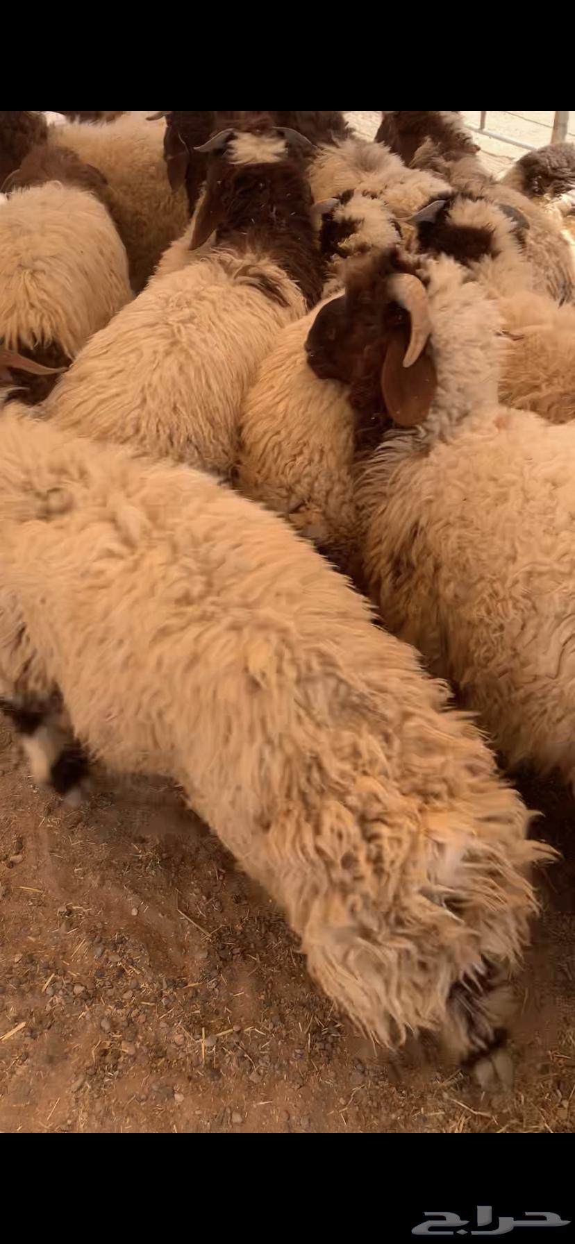 ذبايح طيبه63410628863617112