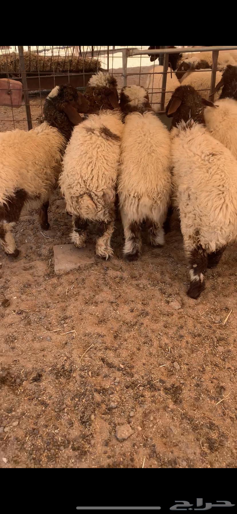 ذبايح طيبه63410628863617114