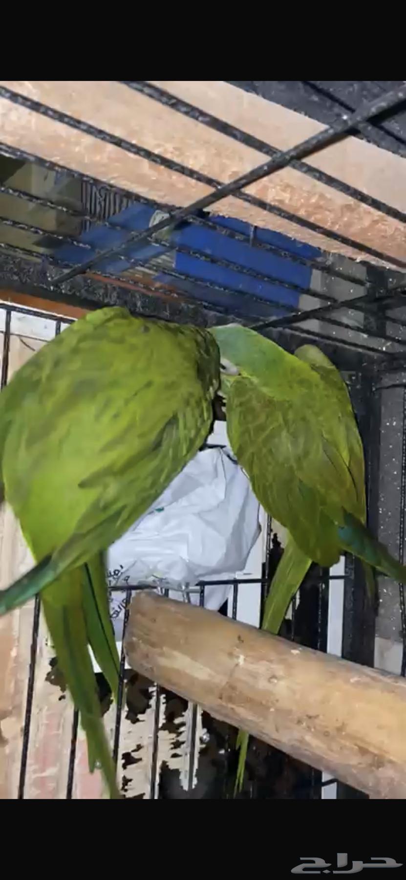 جوز مكاو Red-bellied macaw63410272085249111