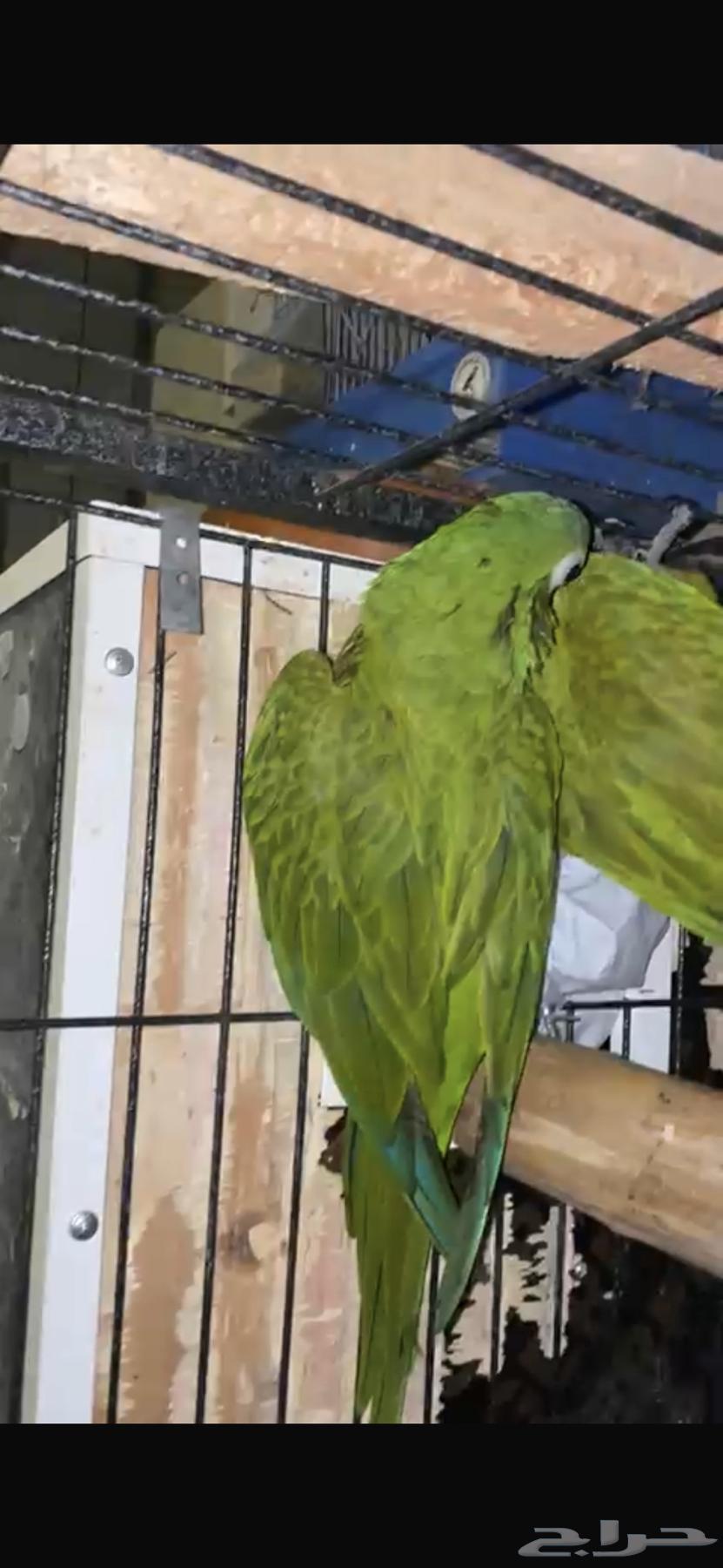 جوز مكاو Red-bellied macaw63410272085249113