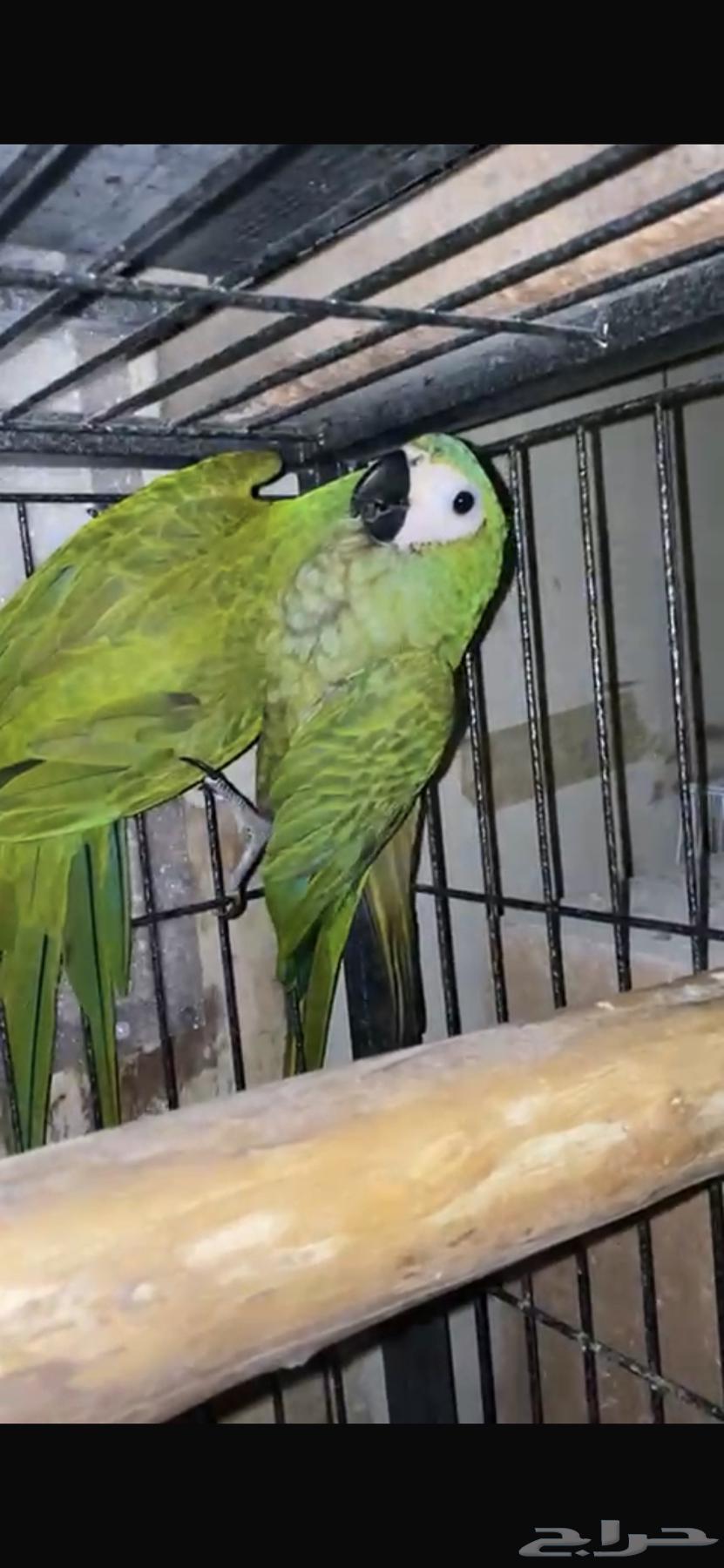 جوز مكاو Red-bellied macaw63410272085249112
