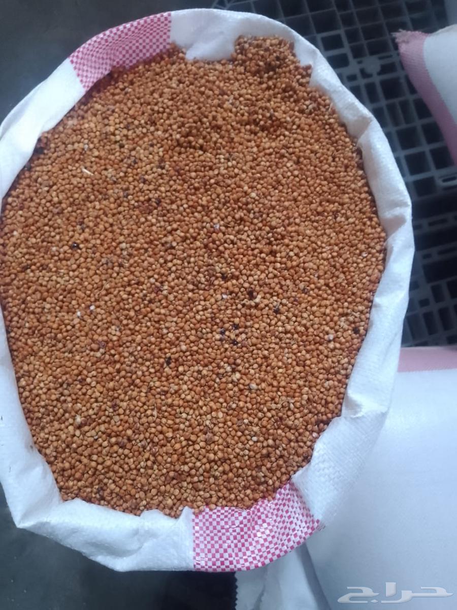 ذره حمراء جيزان 60 k63409952484737111