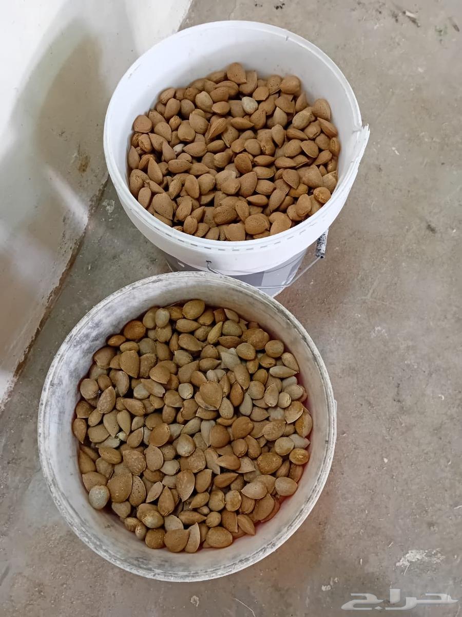 This year, I have the right to two barrels of lard, each weighing 8 kilos, for sale.63408958911233111