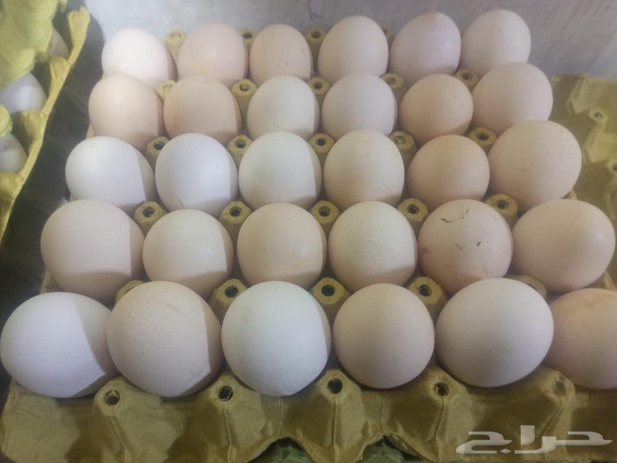 بيض مخصب لاحم روس634067941734421121