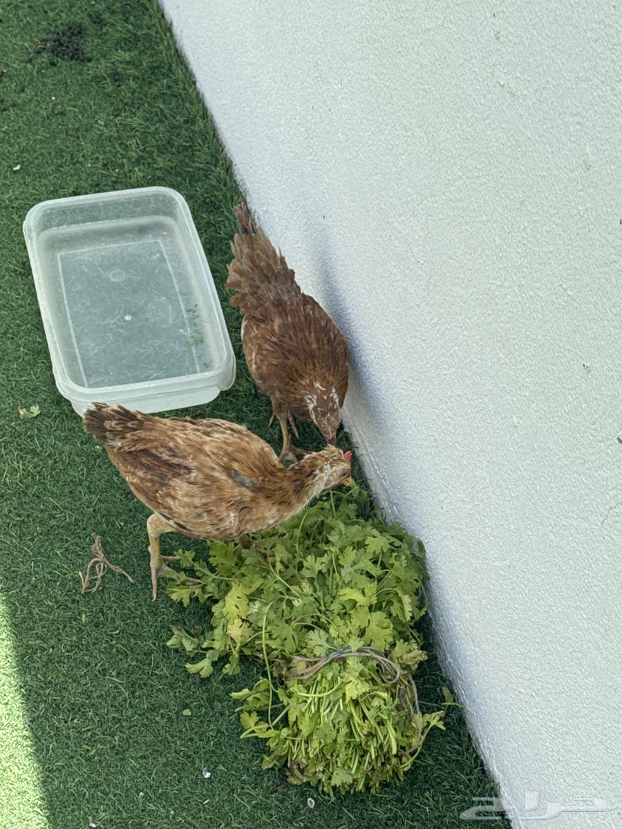 Rabbit and 2 sauces, rooster and chicken63405252714497112