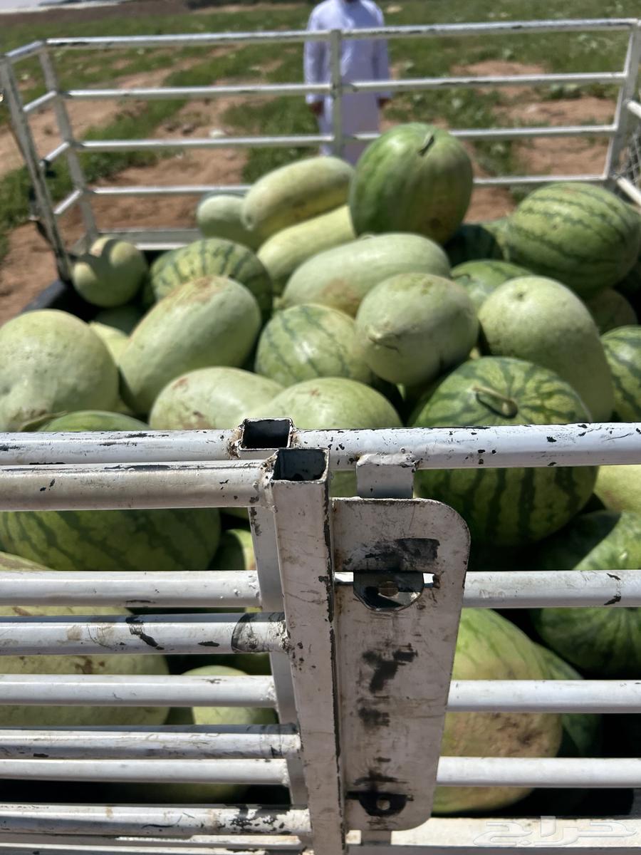 Wholesale watermelon sales63405436803458111
