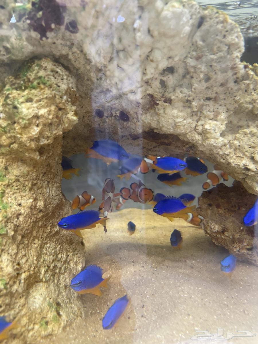 Nemo fish63402901790594112
