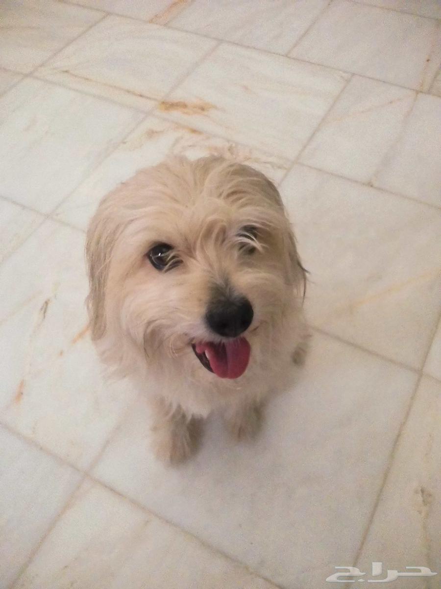 Maltese dog for sale63404932851459112