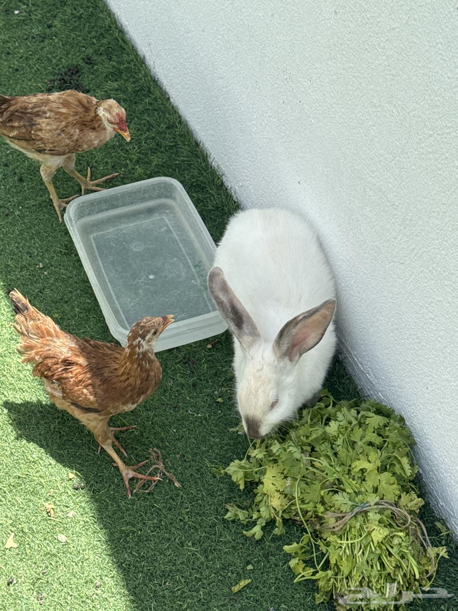 Rabbit and 2 sauces, rooster and chicken63405252714497114