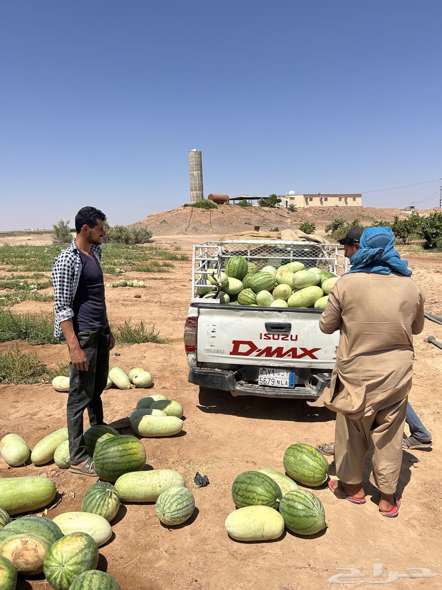 Wholesale watermelon sales63405436803458114