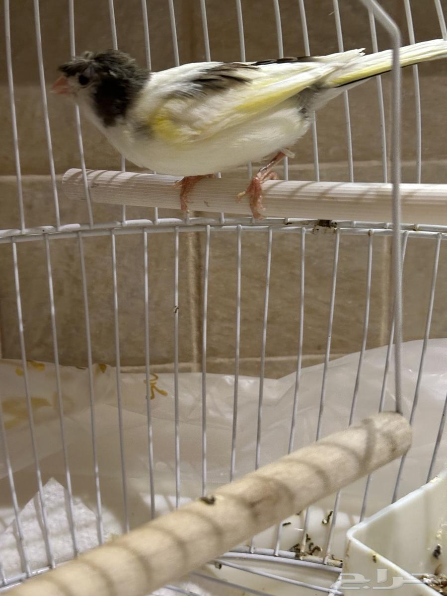 Canary birds are singing63405441122435112