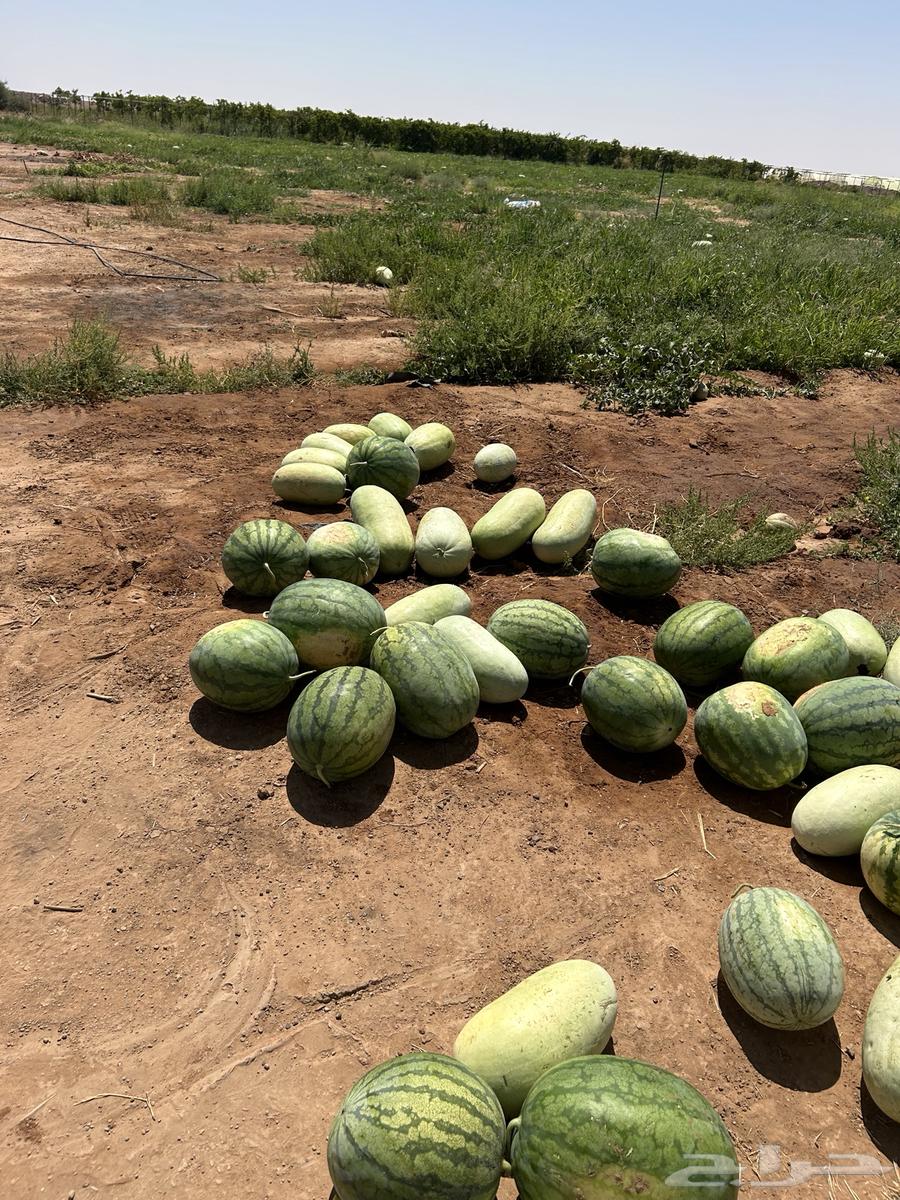 Wholesale watermelon sales63405436803458113
