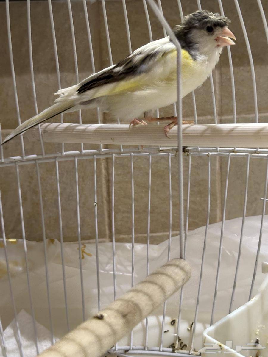 Canary birds are singing63405441122435111