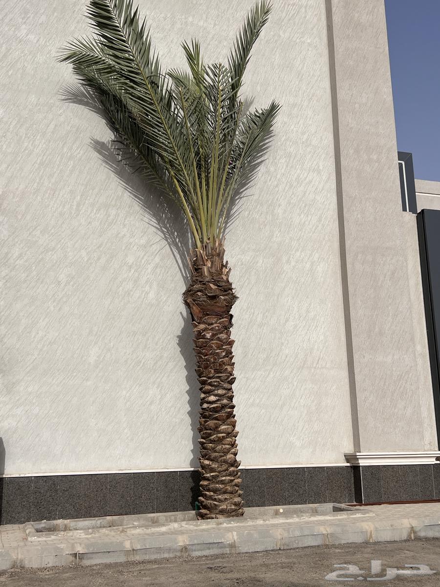 Palm trees for sale, all heights available634063933039371116