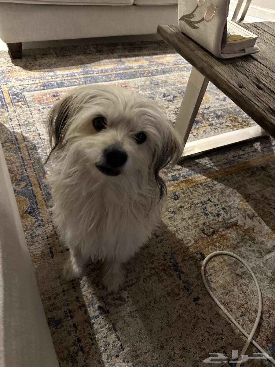 Maltese dog for sale63404932851459116